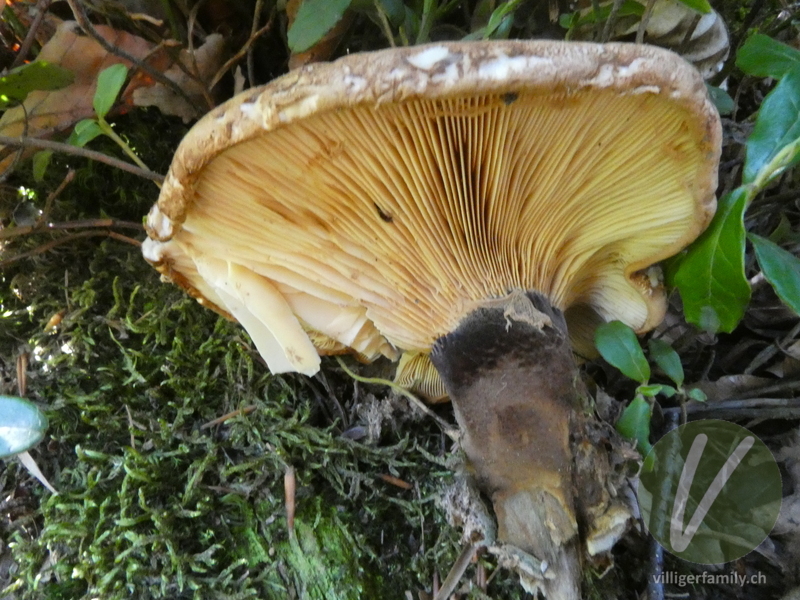 Samtfuss-Holzkrempling: Übersicht